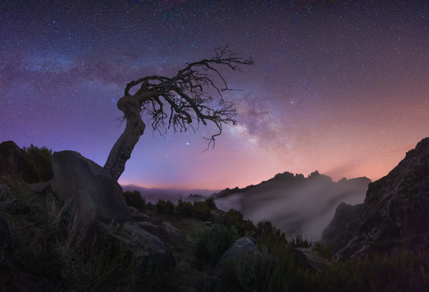 Milky Way over a lone tree