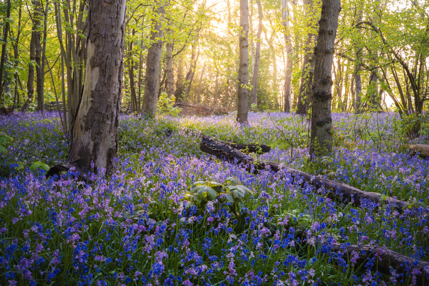 Bluebell forest at sunrise